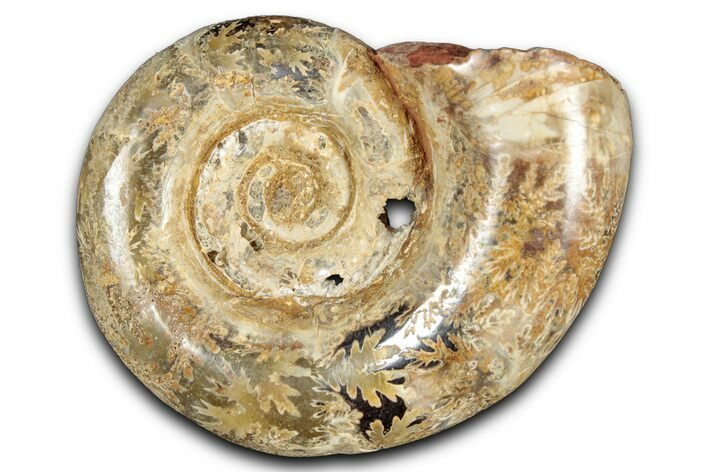 Jurassic Ammonite (Hemilytoceras) Fossil - Madagascar #349136